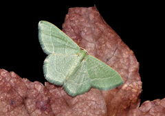 Phaiogramma etruscaria