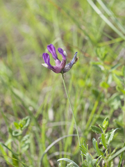 Astragalus vesicarius