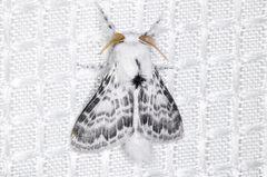 Apotolype brevicrista