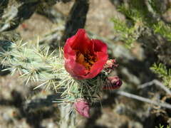 Cylindropuntia acanthocarpa acanthocarpa