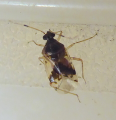 Miridae