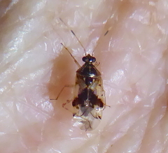 Miridae