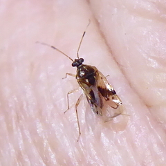 Miridae