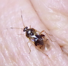 Miridae