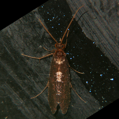 Polyplectropus