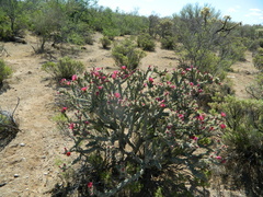 Cylindropuntia acanthocarpa acanthocarpa