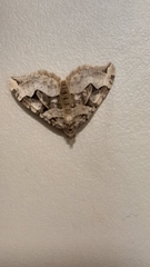 Xanthorhoe semifissata