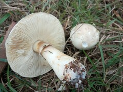 Leucoagaricus leucothites
