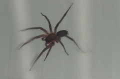 Corinnidae