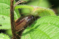 Diploptera punctata