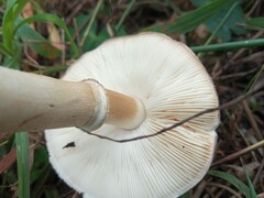 Leucoagaricus leucothites