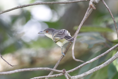 Dryoscopus gambensis