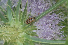 Disonycha bicarinata