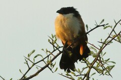 Centropus superciliosus burchellii