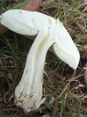 Leucoagaricus leucothites