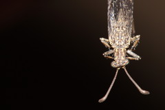 Neuroleon