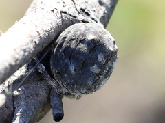 Caerostris corticosa