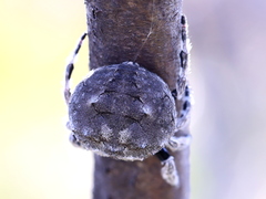 Caerostris corticosa