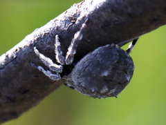 Caerostris corticosa