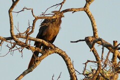 Corythaixoides concolor