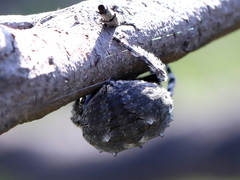 Caerostris corticosa