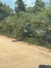 Euphractus sexcinctus