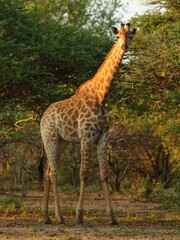 Giraffa camelopardalis