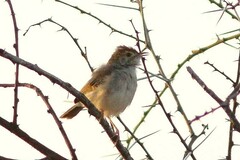 Cisticola fulvicapilla