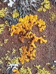 Xanthomendoza fallax