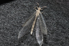 Neuroleon