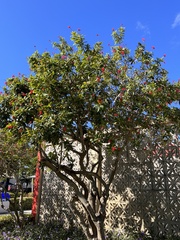 Cordia sebestena