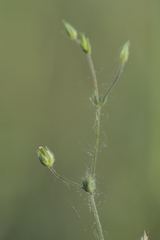 Arenaria leptoclados