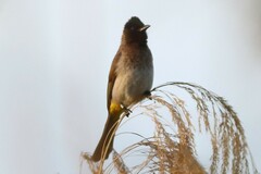 Pycnonotus barbatus layardi