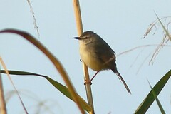 Prinia subflava