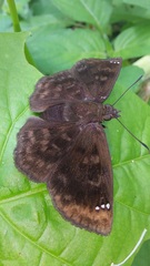 Nisoniades