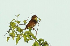 Amblyospiza albifrons