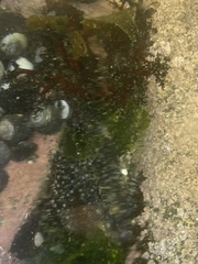 Athyonidium chilensis