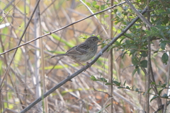 Ammodramus humeralis