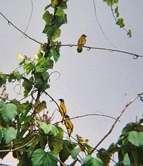 Brachypodius melanocephalos