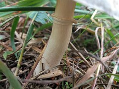 Leucoagaricus leucothites
