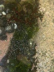 Athyonidium chilensis