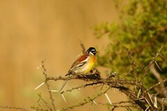 Emberiza flaviventris