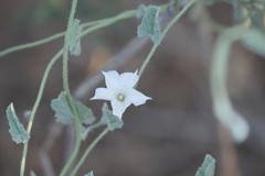 Convolvulus hermanniae