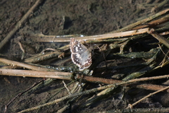 Burnsius orcynoides