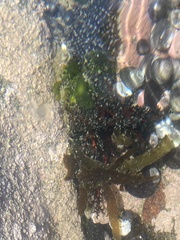 Athyonidium chilensis