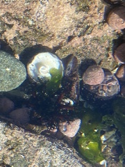 Athyonidium chilensis