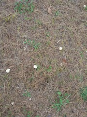 Leucoagaricus leucothites
