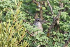 Camaroptera brachyura