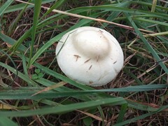 Leucoagaricus leucothites