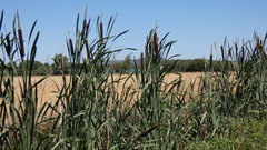 Typha latifolia